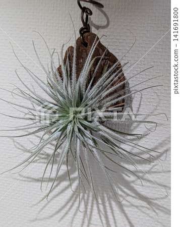 A silver-leaved tillandsia with its bark still attached hangs on a white wall, its leaves spreading out radially. A silver-leaved tillandsia with its bark still attached hangs on a white wall, its leaves spreading out radially. 141691800