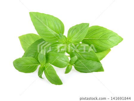 Basil leaves isolated on white background. Basil herb Basil leaves isolated on white background. Basil herb 141691844