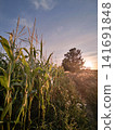 Maize crop at sunset 141691848