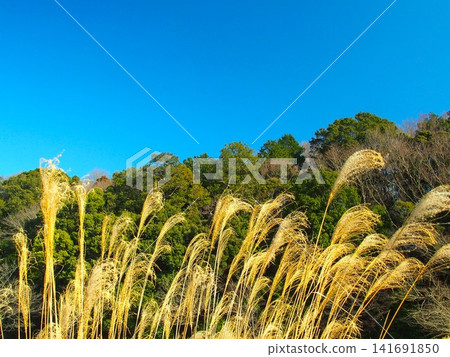 Winter at the "21st Century Forest and Square": withered pampas grass, forest, and blue sky Winter at the "21st Century Forest and Square": withered pampas grass, forest, and blue sky 141691850