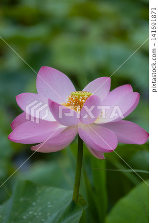 粉紅色的蓮花盛開 粉紅色的蓮花盛開 141691871