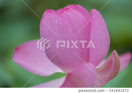 粉紅色的蓮花盛開 粉紅色的蓮花盛開 141691872