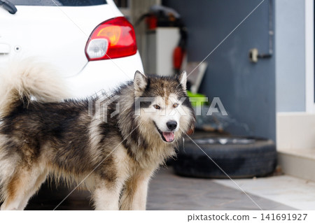 Close-up of Siberian Husky a wet fluffy dog with calm expression Close-up of Siberian Husky a wet fluffy dog with calm expression 141691927