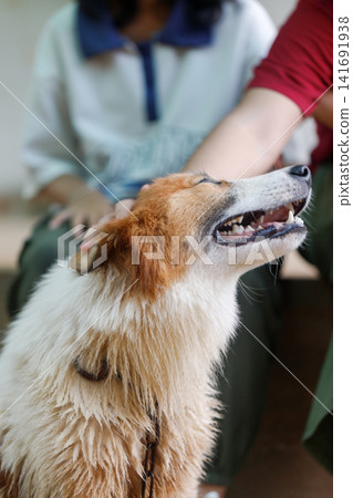 Hand of people touching on Thai Bangkaew dog with fluffy white and brown fur. A Loyal and cheerful dog Hand of people touching on Thai Bangkaew dog with fluffy white and brown fur. A Loyal and cheerful dog 141691938