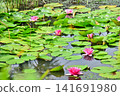 Pink water lily flowers blooming in the pond 141691980