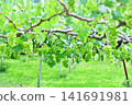 Green grapes hanging from grapevines on a trellis. 141691981