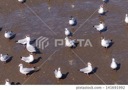 A flock of seagulls resting on a coastal mudflat during low tide, showcasing a peaceful wetland habitat with natural shoreline and marine wildlife A flock of seagulls resting on a coastal mudflat during low tide, showcasing a peaceful wetland habitat with natural shoreline and marine wildlife 141691992