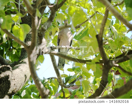Pheasant pigeon perching on a tree branch Pheasant pigeon perching on a tree branch 141692016