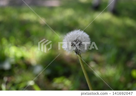 Dandelion's fluff Dandelion's fluff 141692047