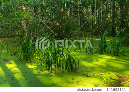 Beautiful green swamp in the forest on a sunny summer day. Beautiful green swamp in the forest on a sunny summer day. 141692111