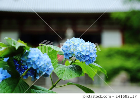 Kusanji的繡球花 Kusanji的繡球花 141692117