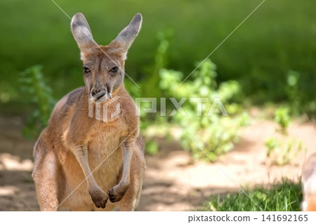 Kangaroo in the clearing Kangaroo in the clearing 141692165