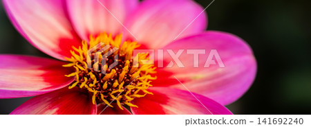 Colorful Red Autumn Flowers Blooming In Natural Garden Closeup Colorful Red Autumn Flowers Blooming In Natural Garden Closeup 141692240
