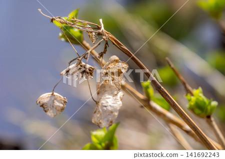 去年凋零的繡球花和今年生氣勃勃的新芽。 去年凋零的繡球花和今年生氣勃勃的新芽。 141692243