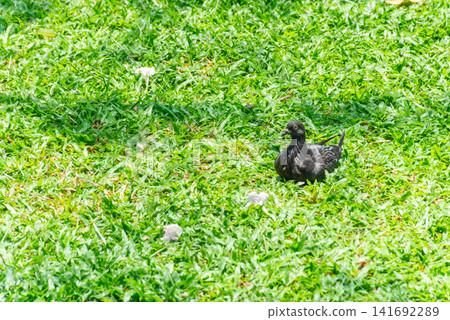 Black pigeon resting lush green grass sunny park highlighting urban wildlife natural habitat peaceful outdoor environment birdwatching Black pigeon resting lush green grass sunny park highlighting urban wildlife natural habitat peaceful outdoor environment birdwatching 141692289