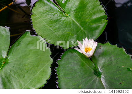 White water lily blooming among vibrant green lily pads calm pond creating peaceful natural scenery aquatic plants botanical beauty freshwater habitat White water lily blooming among vibrant green lily pads calm pond creating peaceful natural scenery aquatic plants botanical beauty freshwater habitat 141692302