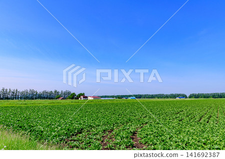 沿著北海道東部小清水町的馬鈴薯路漫步。 141692387