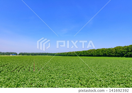 Walking along the potato road in Koshimizu Town, eastern Hokkaido. Walking along the potato road in Koshimizu Town, eastern Hokkaido. 141692392