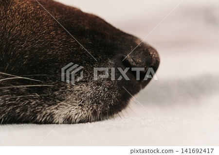 Extreme close up of German shepherd dog muzzle resting on soft fabric. Detailed texture of fur and whiskers in warm indoor light Extreme close up of German shepherd dog muzzle resting on soft fabric. Detailed texture of fur and whiskers in warm indoor light 141692417