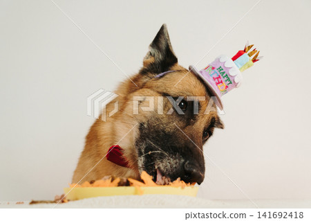 German shepherd dog eating birthday cake wearing festive hat. Joyful pet celebration scene with playful atmosphere German shepherd dog eating birthday cake wearing festive hat. Joyful pet celebration scene with playful atmosphere 141692418