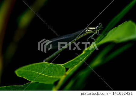 Aquatic creatures - Damselflies (Ito-tonbo) Aquatic creatures - Damselflies (Ito-tonbo) 141692421