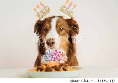 Red tricolor Australian shepherd dog wearing birthday decorations looking at festive pet cake. Colorful celebration scene with playful mood 141692442