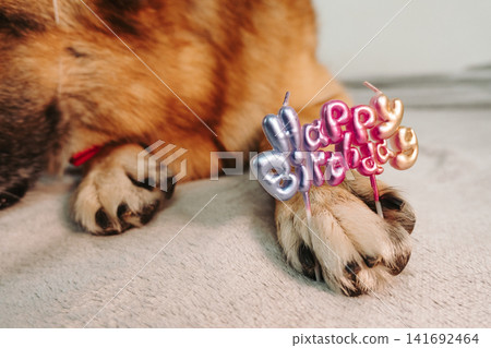 Close up of dog paw holding happy birthday candles. Creative festive detail with pet and celebration concept Close up of dog paw holding happy birthday candles. Creative festive detail with pet and celebration concept 141692464