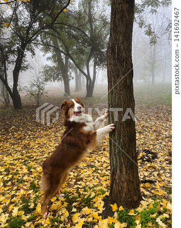 Red tricolor Australian Shepherd stretches with paws on a tree among yellow leaves and fog, expressing playful motion and dynamic nature energy Red tricolor Australian Shepherd stretches with paws on a tree among yellow leaves and fog, expressing playful motion and dynamic nature energy 141692467