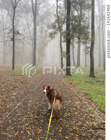 An Australian Shepherd on a leash walks through a dense forest fog, creating a mysterious and atmospheric scene of solitude and calm An Australian Shepherd on a leash walks through a dense forest fog, creating a mysterious and atmospheric scene of solitude and calm 141692468