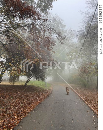 Australian Shepherd walking through a foggy autumn park with soft muted colors. Concept mystery, solitude, calm Australian Shepherd walking through a foggy autumn park with soft muted colors. Concept mystery, solitude, calm 141692575