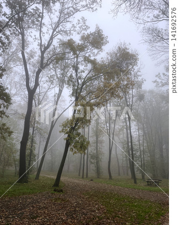 A misty forest path surrounded by tall trees on a quiet autumn morning. Soft fog creates a calm seasonal mood A misty forest path surrounded by tall trees on a quiet autumn morning. Soft fog creates a calm seasonal mood 141692576