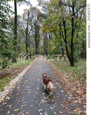 Australian Shepherd walking along a leaf-covered forest path in early autumn. Concept nature, calmness, freedom Australian Shepherd walking along a leaf-covered forest path in early autumn. Concept nature, calmness, freedom 141692577