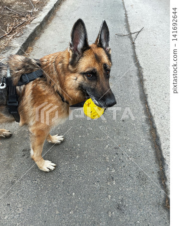 German shepherd dog holding yellow toy ball in mouth on asphalt road. Playful activity and pet training in urban environment German shepherd dog holding yellow toy ball in mouth on asphalt road. Playful activity and pet training in urban environment 141692644
