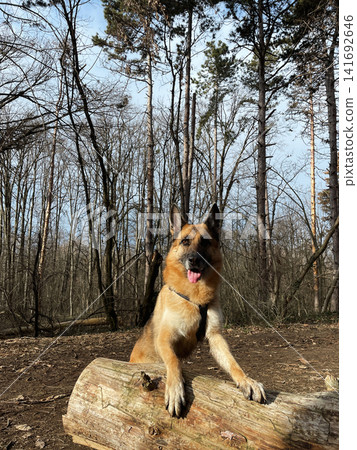 German shepherd dog standing with paws on log in forest. Active training and playful behavior in natural outdoor environment German shepherd dog standing with paws on log in forest. Active training and playful behavior in natural outdoor environment 141692646