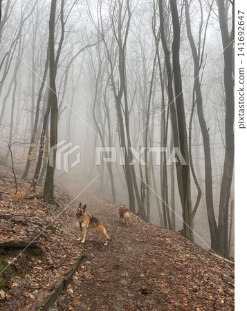 German shepherd and australian shepherd walking along foggy forest trail. Adventure and exploration in quiet natural environment. Hiking with pets concept German shepherd and australian shepherd walking along foggy forest trail. Adventure and exploration in quiet natural environment. Hiking with pets concept 141692647