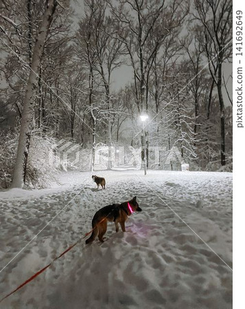 German shepherd dog with glowing collar walking in snowy park at night with australian shepherd ahead. Safety and visibility during winter walk in dark conditions German shepherd dog with glowing collar walking in snowy park at night with australian shepherd ahead. Safety and visibility during winter walk in dark conditions 141692649