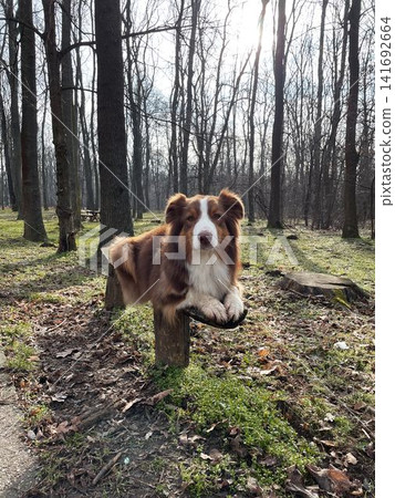 Australian shepherd dog lying on wooden bench in forest park with sunlight, calm pose and relaxed outdoor lifestyle concept Australian shepherd dog lying on wooden bench in forest park with sunlight, calm pose and relaxed outdoor lifestyle concept 141692664