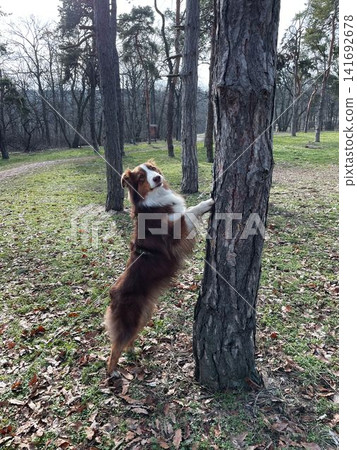 Australian shepherd dog standing on hind legs against tree in forest, playful behavior and training activity concept Australian shepherd dog standing on hind legs against tree in forest, playful behavior and training activity concept 141692678