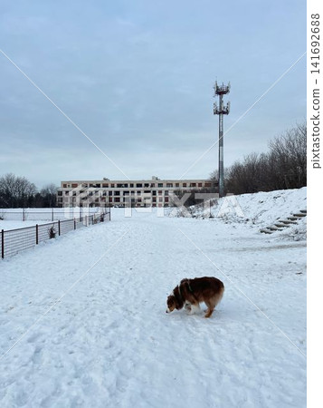 Australian shepherd dog sniffing snow in open area near building and tower, winter urban landscape and exploration concept Australian shepherd dog sniffing snow in open area near building and tower, winter urban landscape and exploration concept 141692688