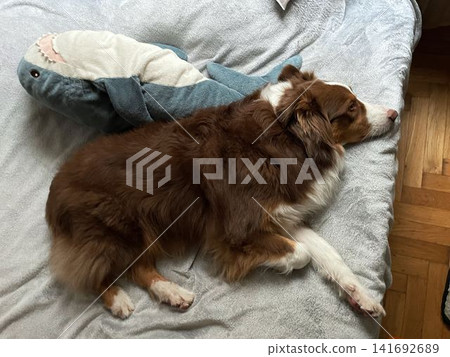 Australian shepherd dog resting on bed with plush toy indoors, cozy home relaxation and comfort concept Australian shepherd dog resting on bed with plush toy indoors, cozy home relaxation and comfort concept 141692689
