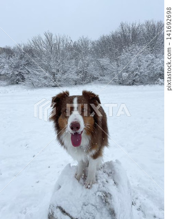 Australian shepherd dog standing on snow mound looking at camera, winter portrait and playful outdoor activity concept Australian shepherd dog standing on snow mound looking at camera, winter portrait and playful outdoor activity concept 141692698