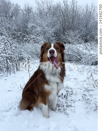 Australian shepherd dog sitting in snowy landscape with tongue out, winter walk and cold weather concept Australian shepherd dog sitting in snowy landscape with tongue out, winter walk and cold weather concept 141692700
