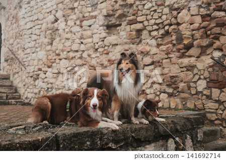 Rough Collie and two Australian Shepherds resting on ancient stone wall of historic fortress in foggy weather, expressing friendship and heritage travel lifestyle concept Rough Collie and two Australian Shepherds resting on ancient stone wall of historic fortress in foggy weather, expressing friendship and heritage travel lifestyle concept 141692714