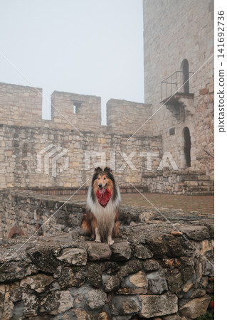 Rough Collie wearing a red bandana sitting on ancient stone fortress walls in misty weather, combining pet lifestyle, heritage architecture and travel exploration theme Rough Collie wearing a red bandana sitting on ancient stone fortress walls in misty weather, combining pet lifestyle, heritage architecture and travel exploration theme 141692736