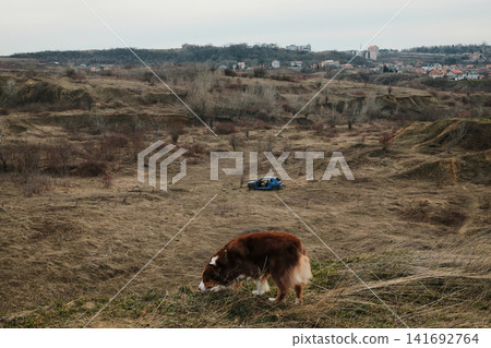 Australian Shepherd red tricolor sniffing grass on hilltop meadow with abandoned damaged car in background. Concept of nature, neglect and forgotten objects Australian Shepherd red tricolor sniffing grass on hilltop meadow with abandoned damaged car in background. Concept of nature, neglect and forgotten objects 141692764