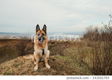 German Shepherd sitting on hill edge with wide valley and river view in background. Strong loyal dog in scenic natural landscape German Shepherd sitting on hill edge with wide valley and river view in background. Strong loyal dog in scenic natural landscape 141692765