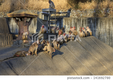 Japanese macaque Tama Zoological Park Japanese macaque Tama Zoological Park 141692780