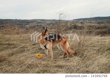 German Shepherd dog with toy ball standing in dry grass field. Active pet posing in natural autumn landscape German Shepherd dog with toy ball standing in dry grass field. Active pet posing in natural autumn landscape 141692788