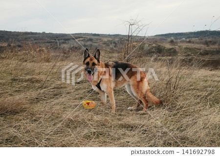 German Shepherd dog with toy ball standing in dry grass field. Active pet posing in natural autumn landscape German Shepherd dog with toy ball standing in dry grass field. Active pet posing in natural autumn landscape 141692798