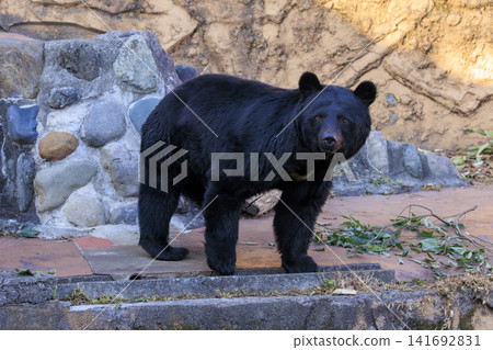 Tama Zoological Park, Black Bear 141692831